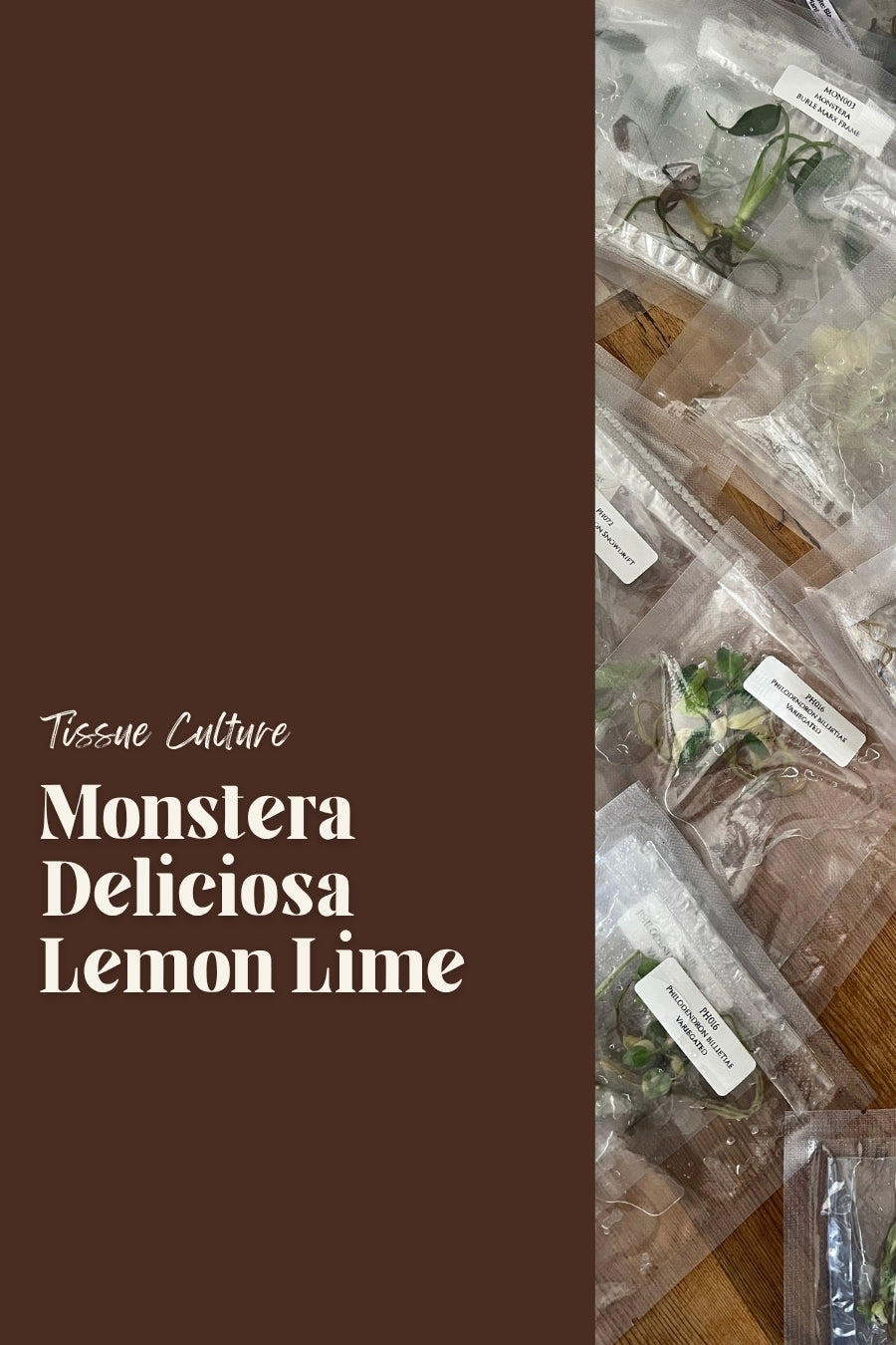 Monstera Deliciosa Lemon Lime