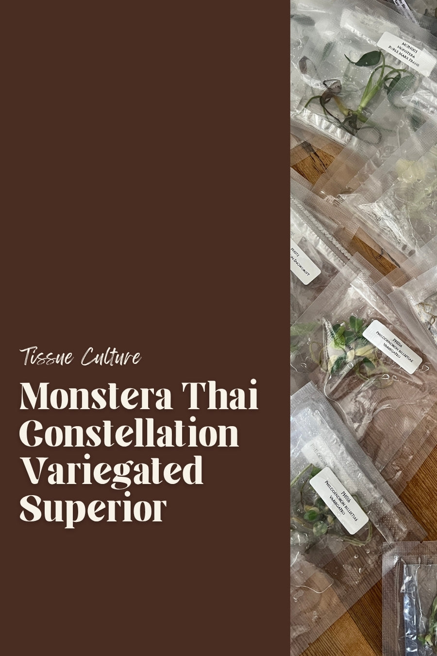 Monstera Thai Constellation Variegated Superior