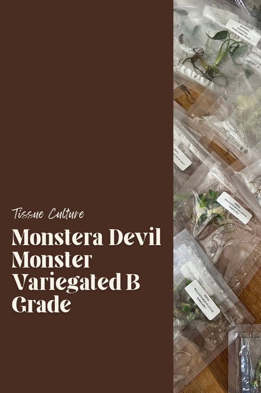 Monstera Devil Monster Variegated B Grade