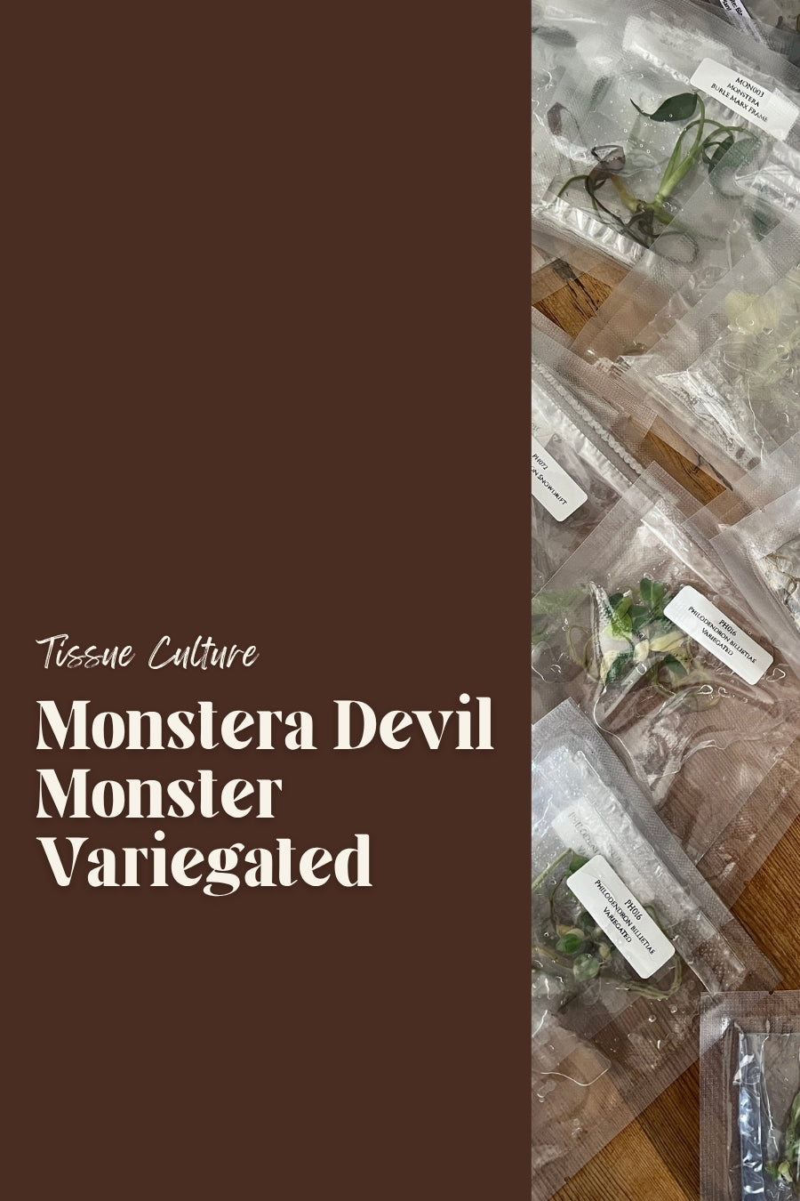 Monstera Devil Monster Variegated