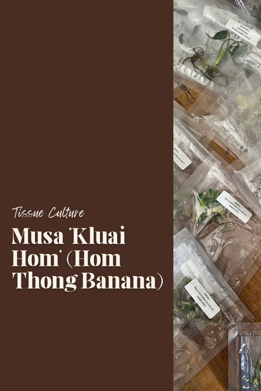 Musa 'Kluai Hom' (Hom Thong Banana)