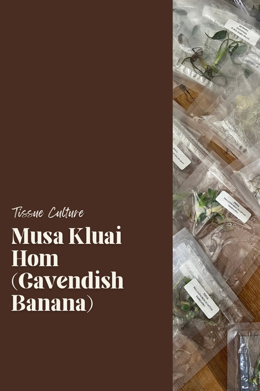 Musa Kluai Hom (Cavendish Banana)