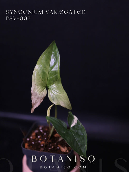 Syngonium Albo Variegated PSV-007