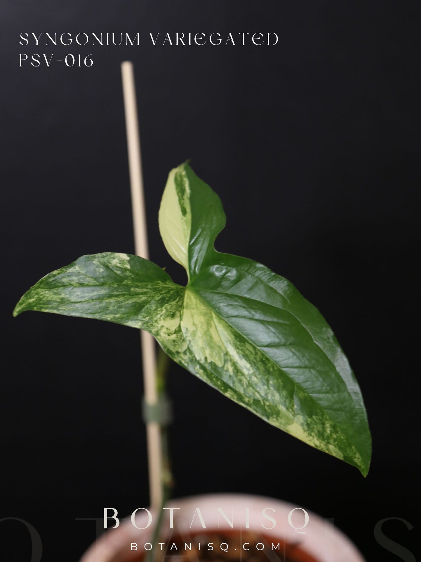 Syngonium Albo Variegated PSV-016