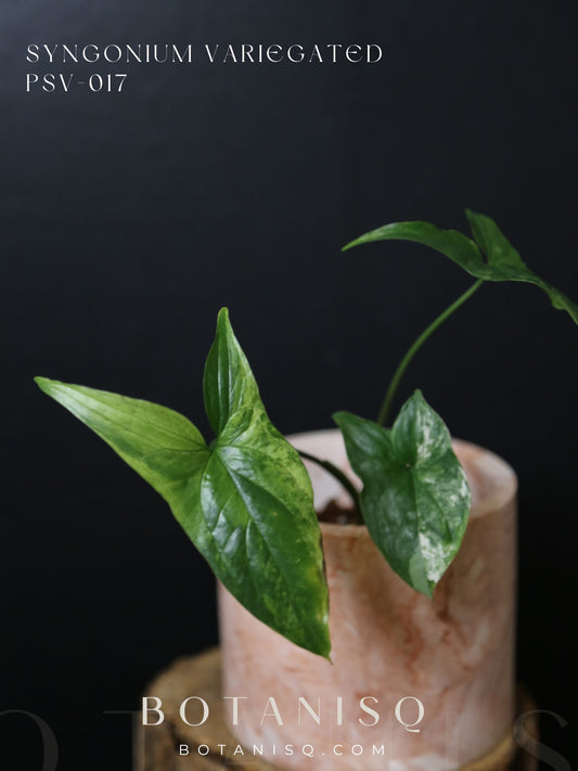 Syngonium Albo Variegated PSV-017