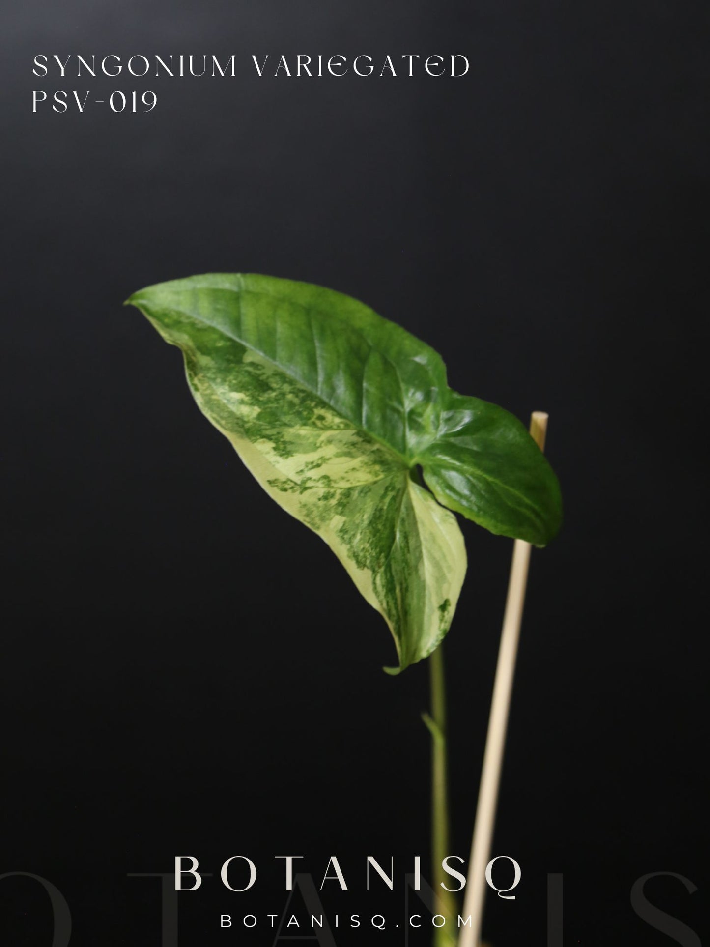 Syngonium Albo Variegated PSV-019