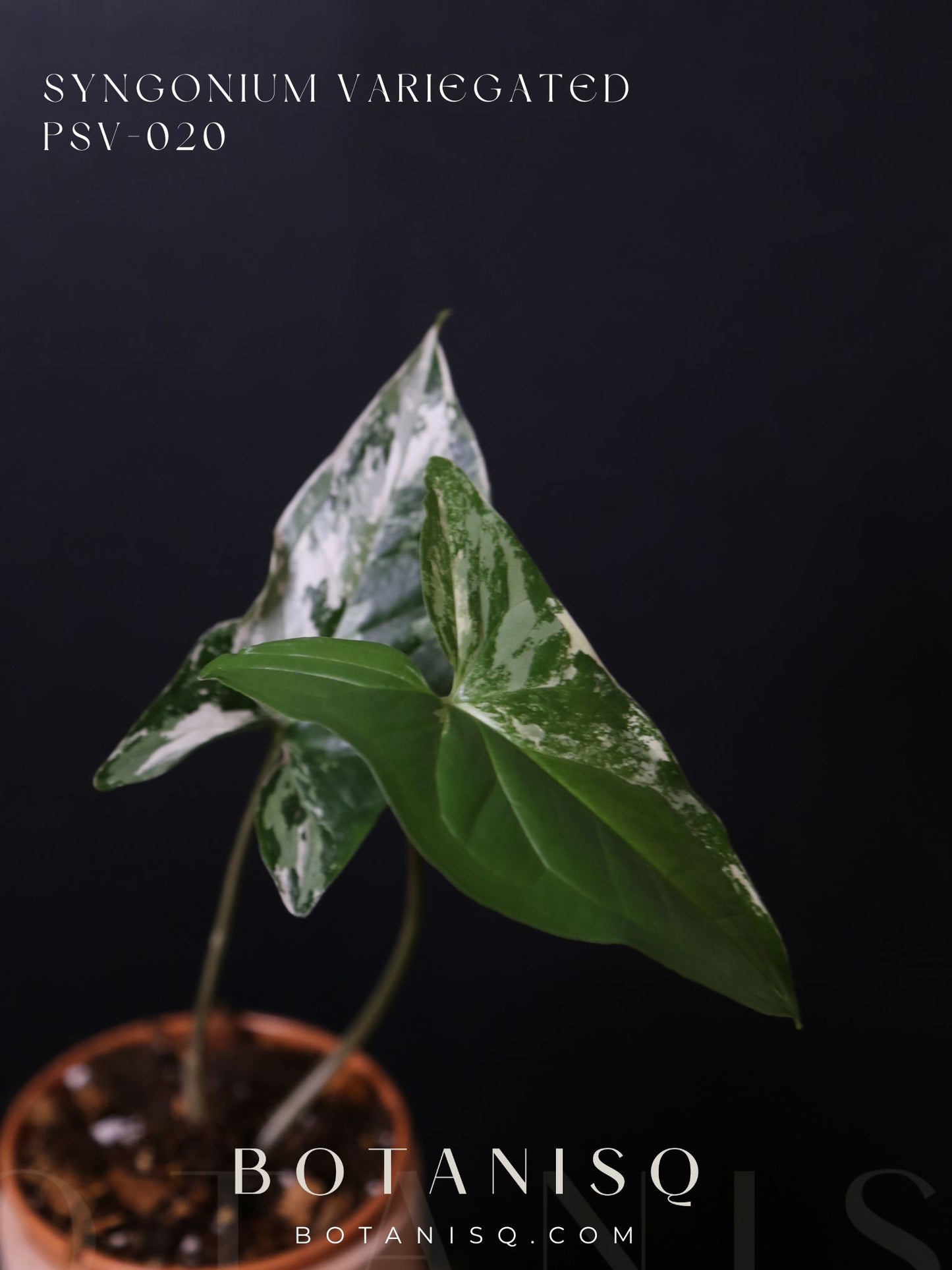 Syngonium Albo Variegated PSV-020