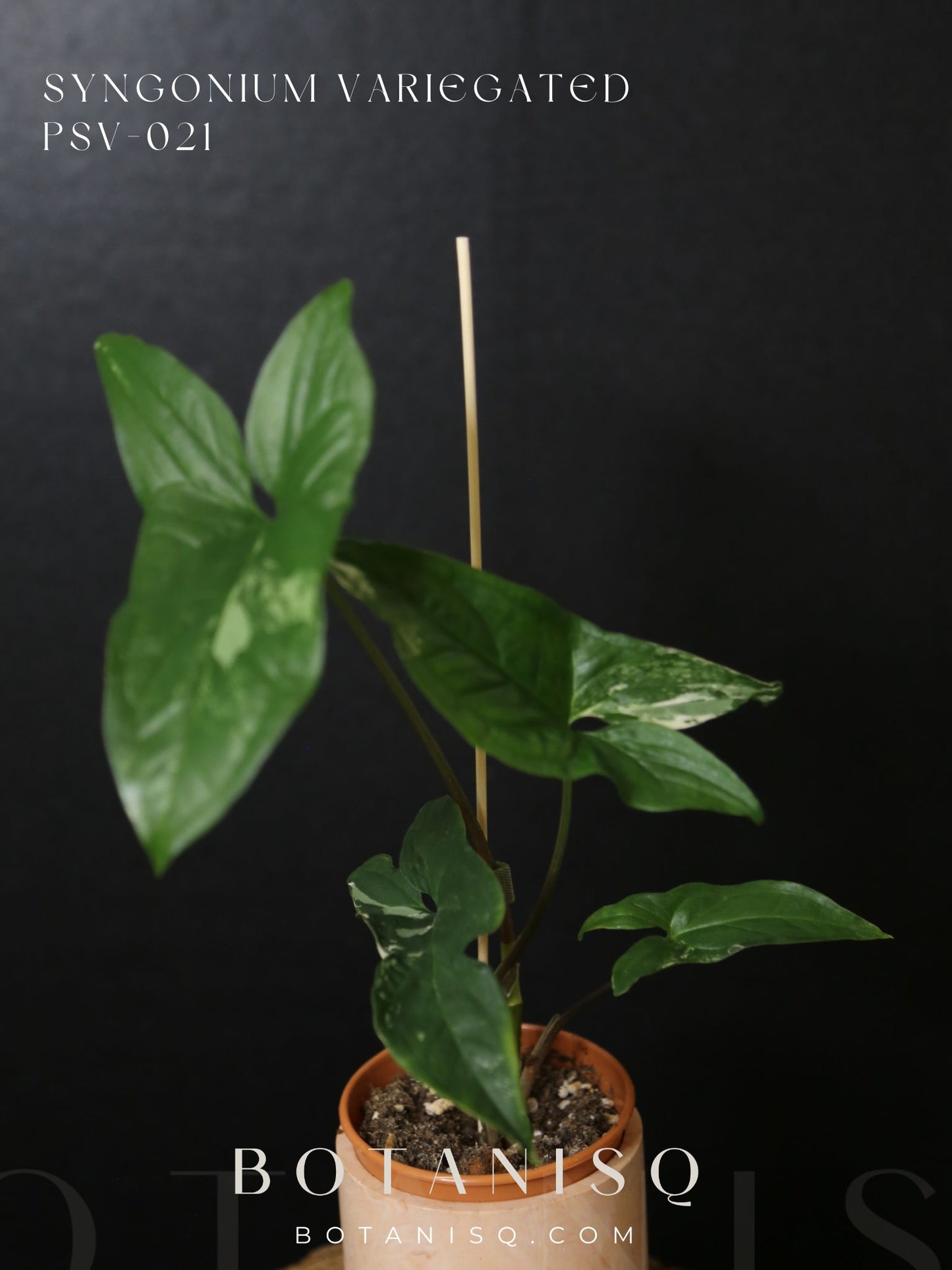 Syngonium Albo Variegated PSV-021