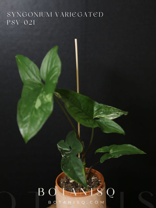 Syngonium Albo Variegated PSV-021
