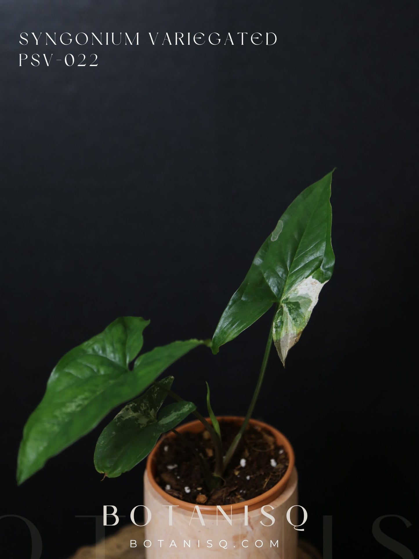 Syngonium Albo Variegated PSV-022
