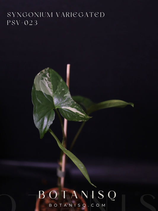 Syngonium Albo Variegated PSV-023