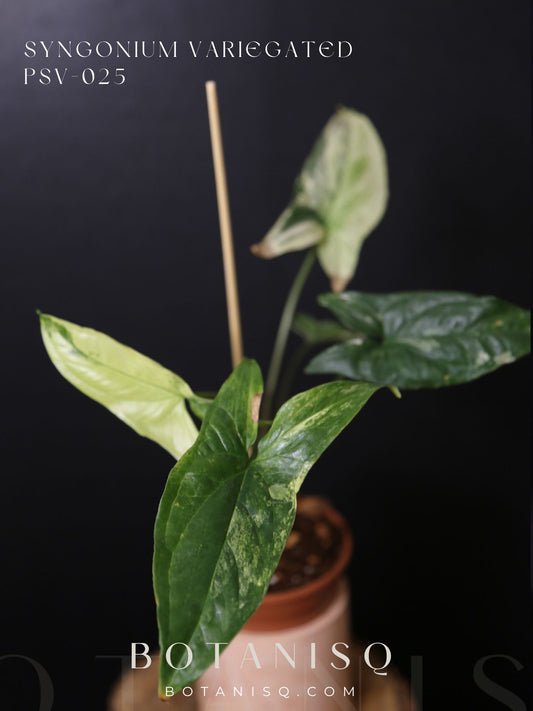 Syngonium Albo Variegated PSV-025