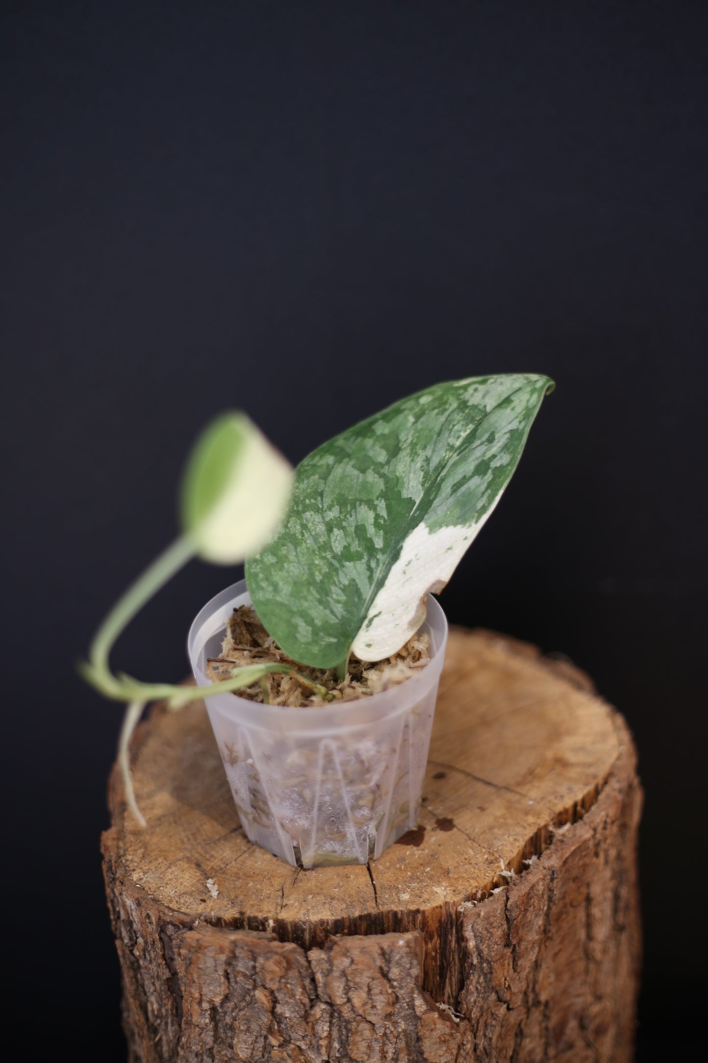 Scindapsus Salamountain Variegated