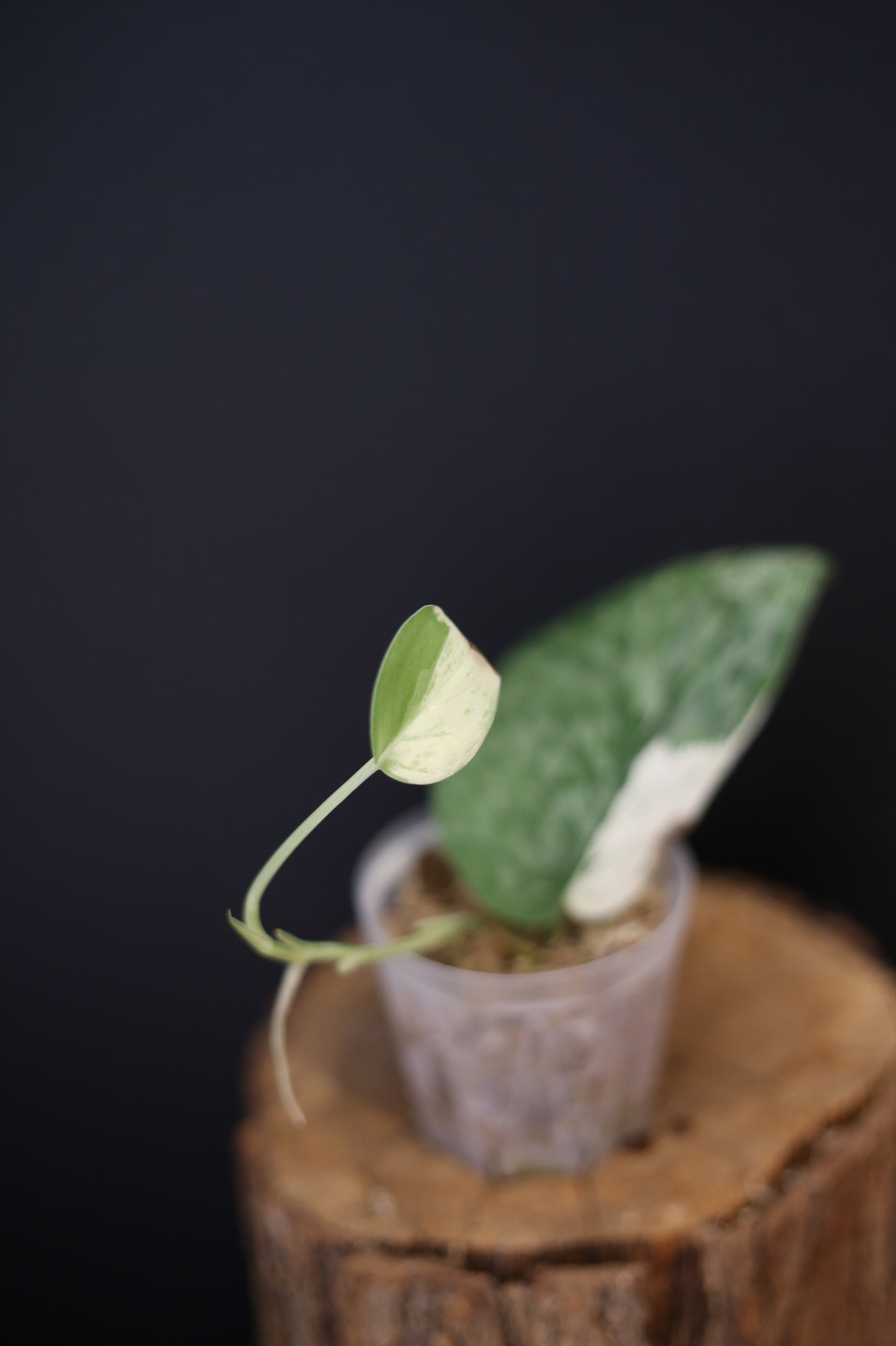 Scindapsus Salamountain Variegated