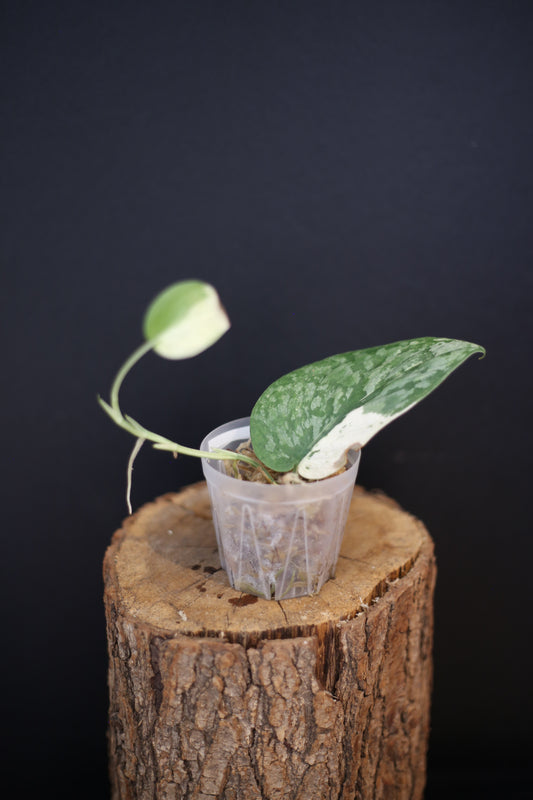 Scindapsus Salamountain Variegated