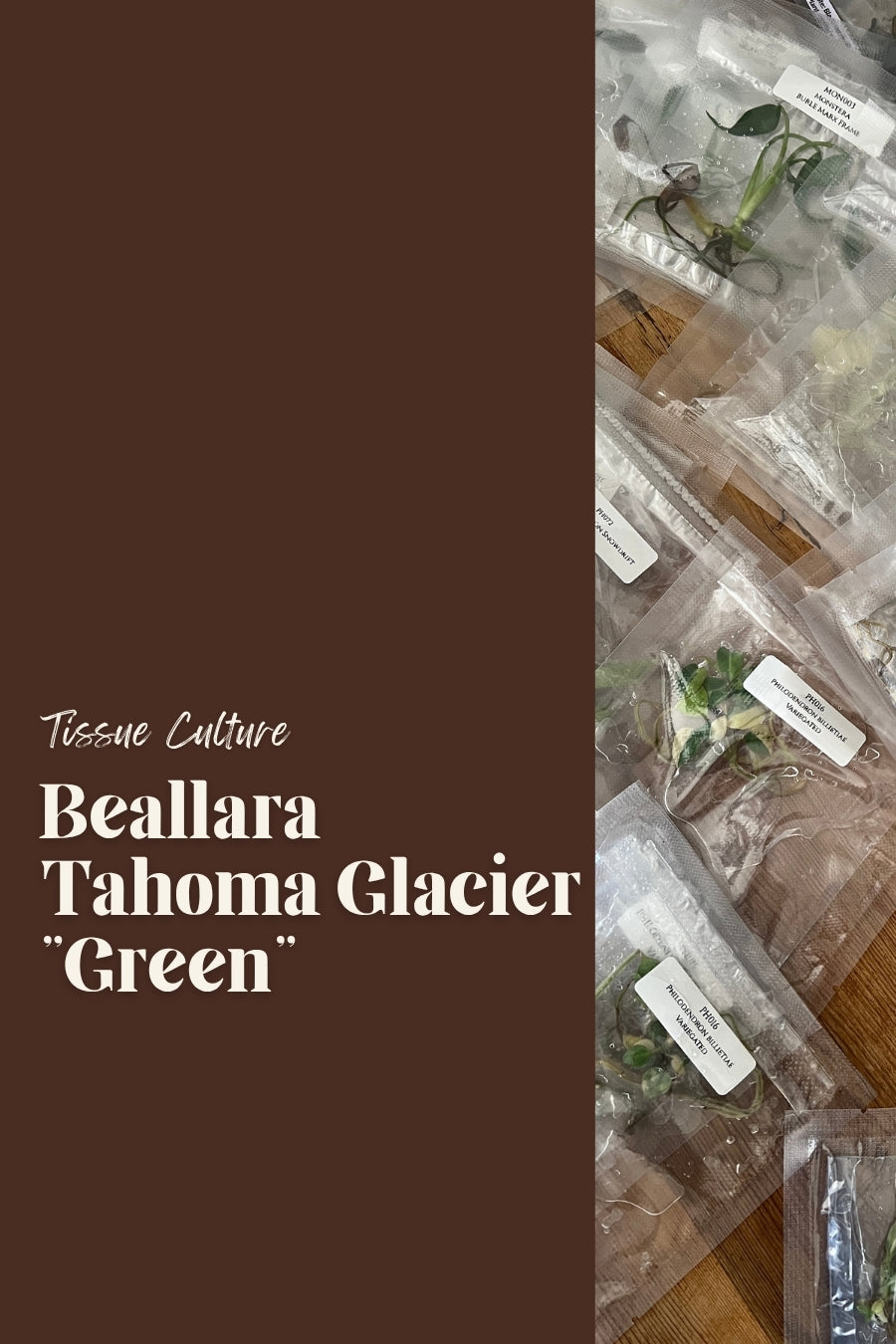Beallara Tahoma Glacier "Green"