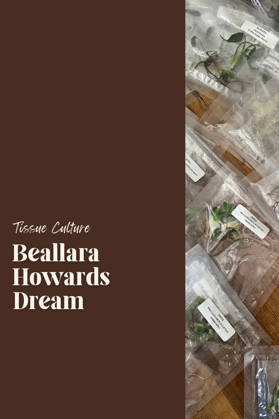 Beallara Howards Dream