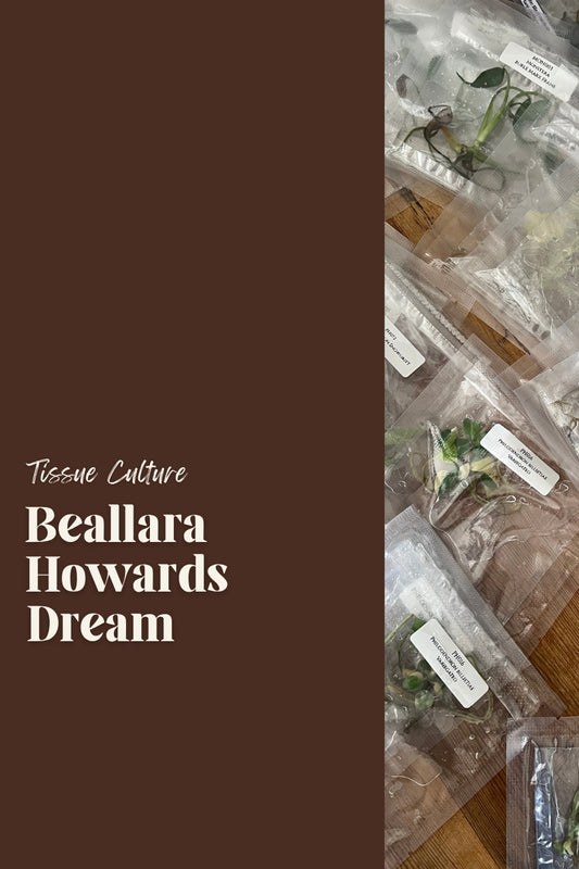 Beallara Howards Dream