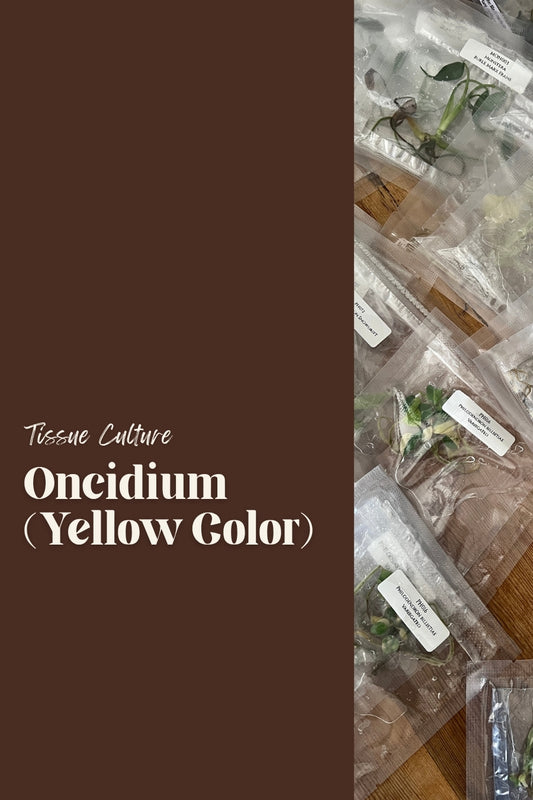 Oncidium (Yellow Color)