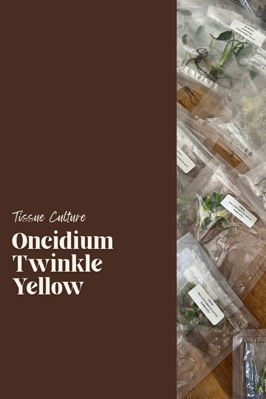 Oncidium Twinkle Yellow