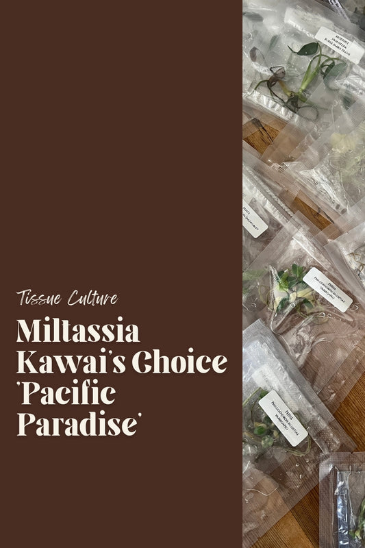 Miltassia Kawai's Choice 'Pacific Paradise'