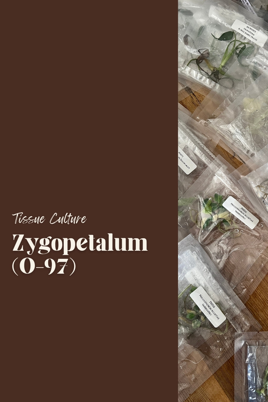 Zygopetalum (O-97)