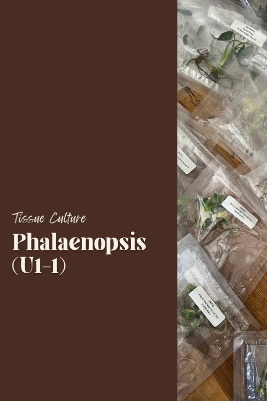 Phalaenopsis (U1-1)