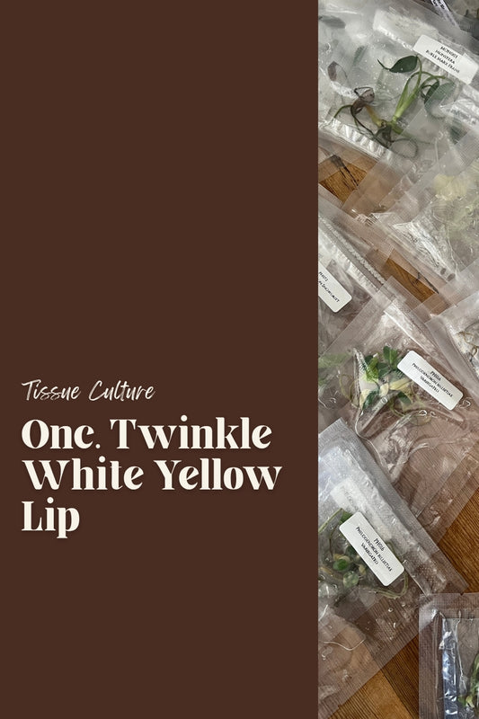 Onc. Twinkle White Yellow Lip