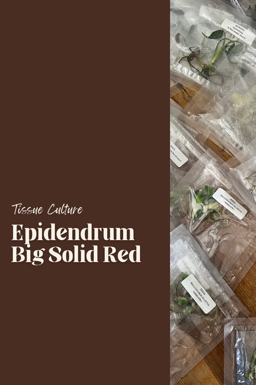 Epidendrum Big Solid Red