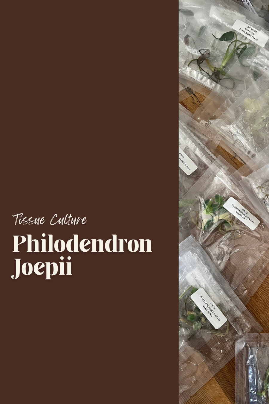 Philodendron Joepii