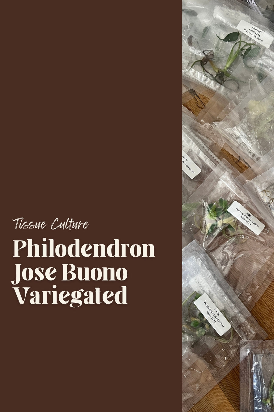 Philodendron Jose Buono Variegated