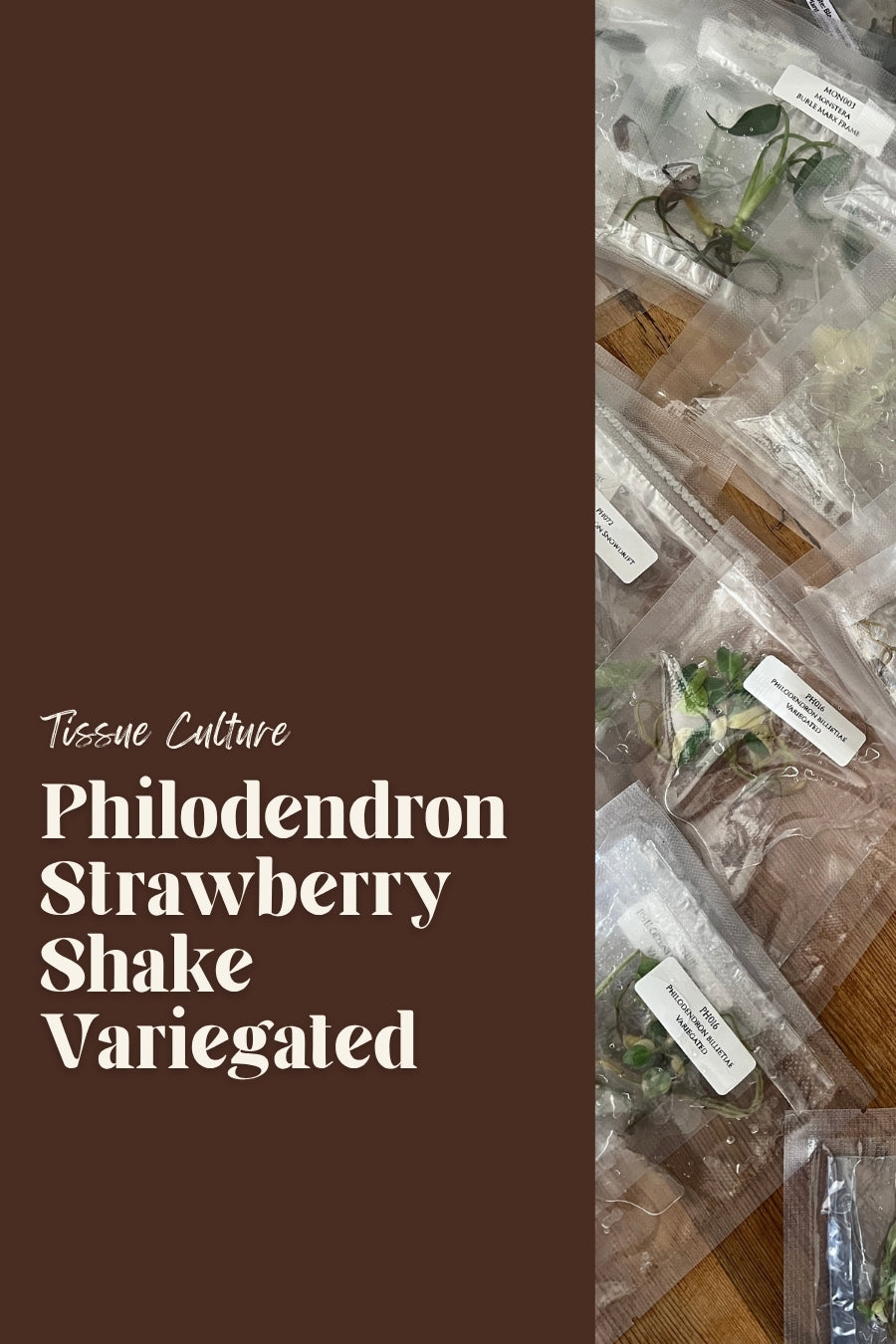 Philodendron Strawberry Shake Variegated