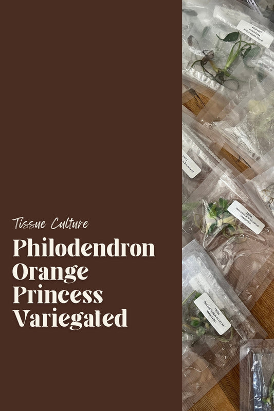 Philodendron Orange Princess Variegated