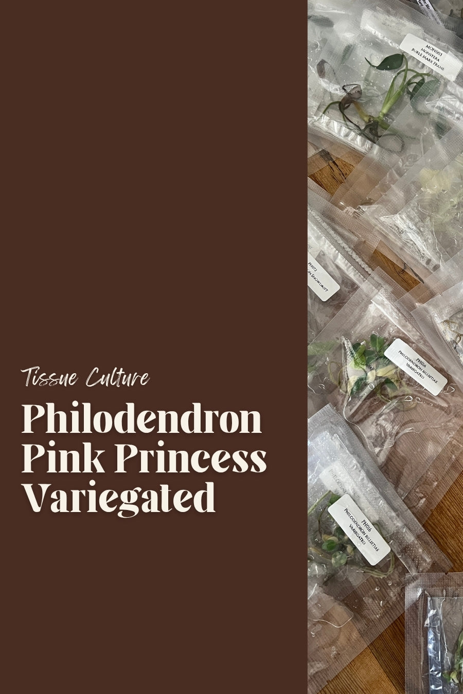 Philodendron Pink Princess Variegated