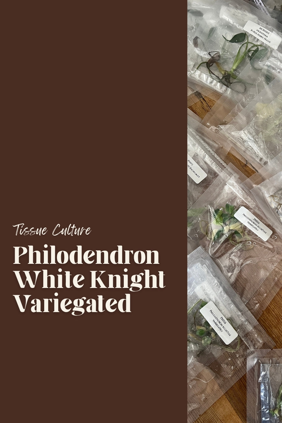 Philodendron White Knight Variegated