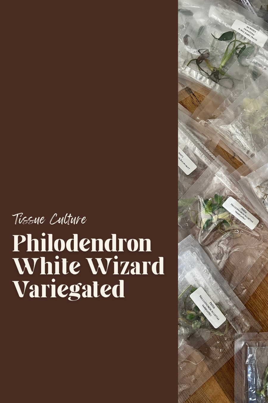 Philodendron White Wizard Variegated