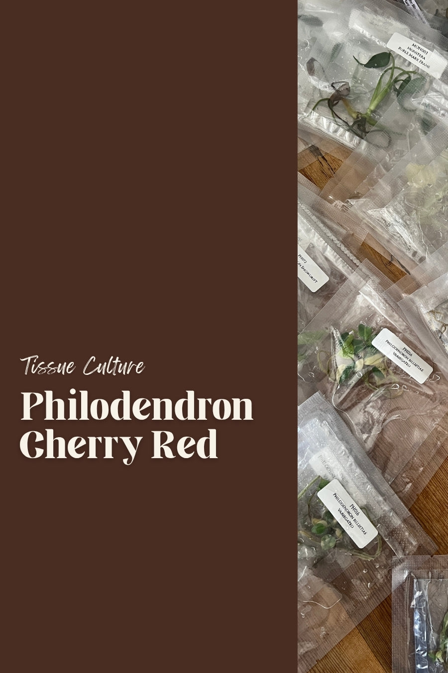 Philodendron Cherry Red