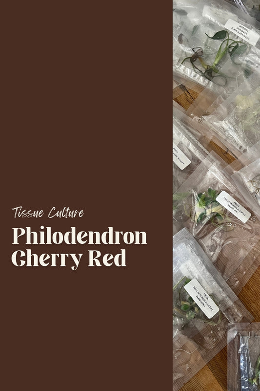 Philodendron Cherry Red