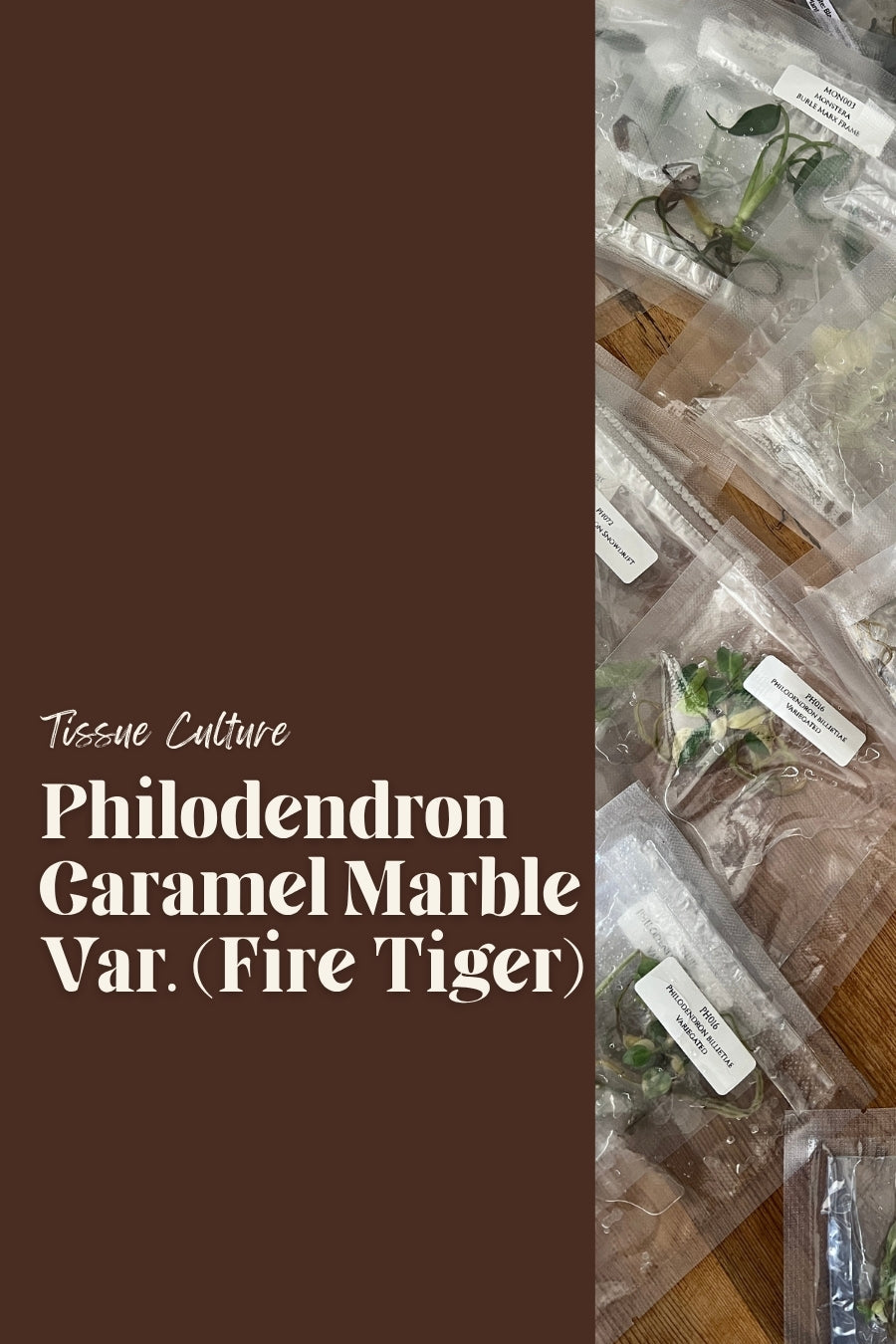 Philodendron Caramel Marble Var. (Fire Tiger)