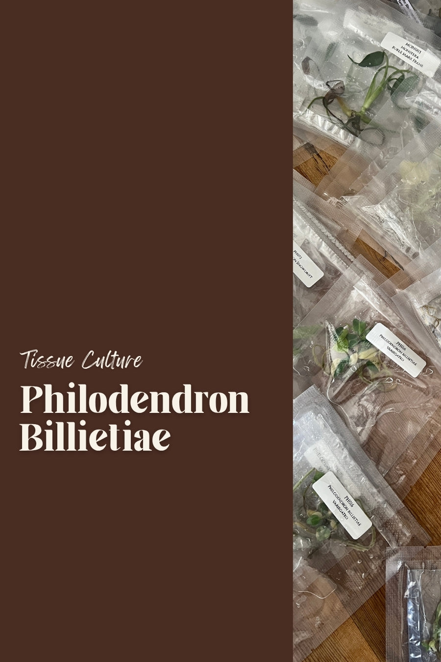Philodendron Billietiae