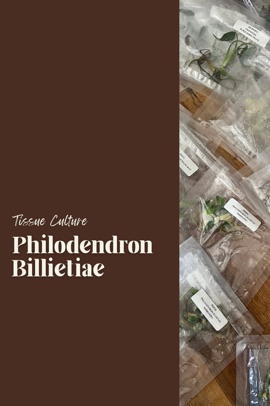 Philodendron Billietiae