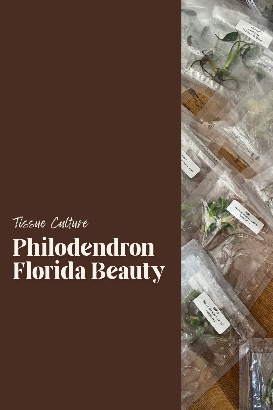 Philodendron Florida Beauty