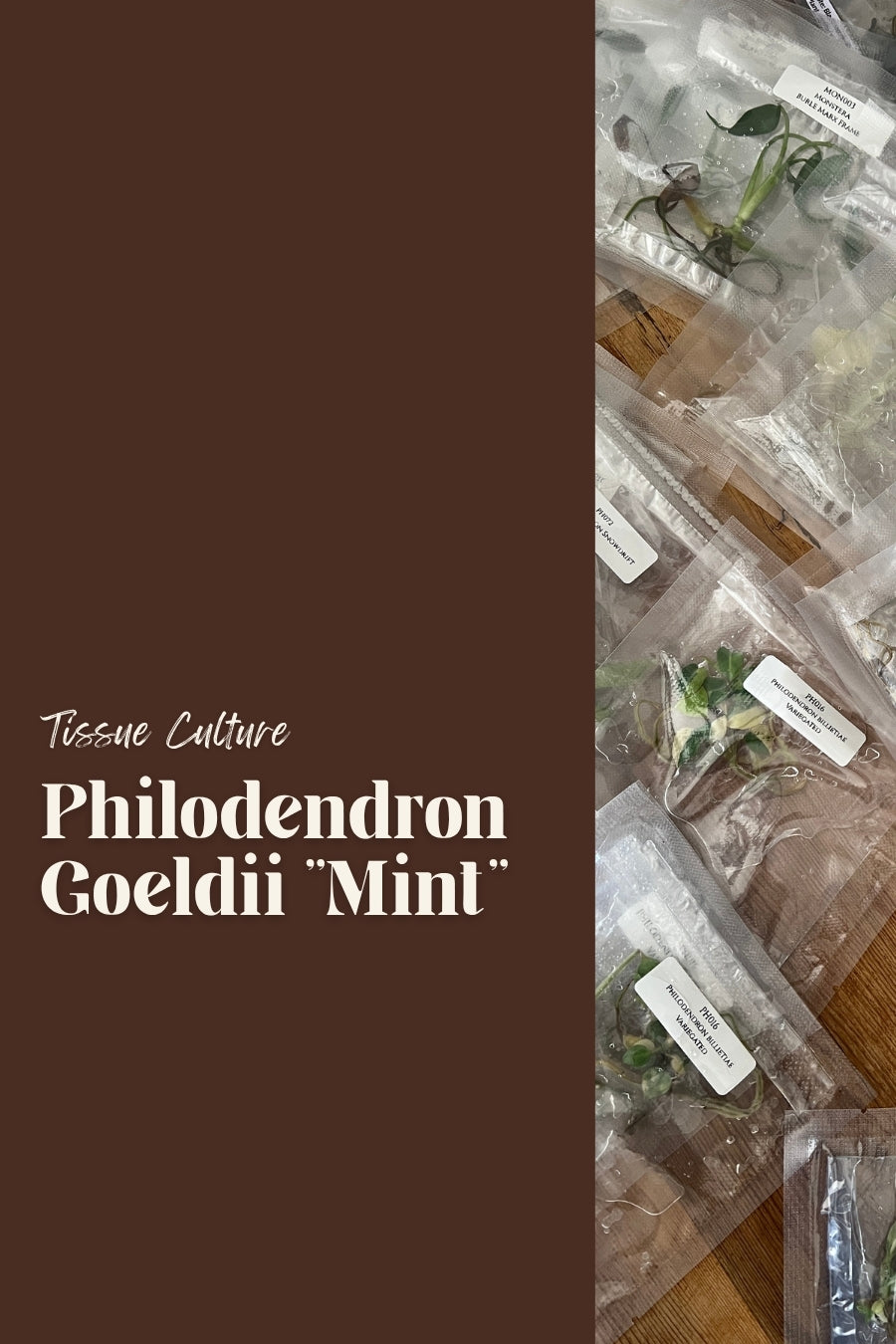 Philodendron Goeldii "Mint"