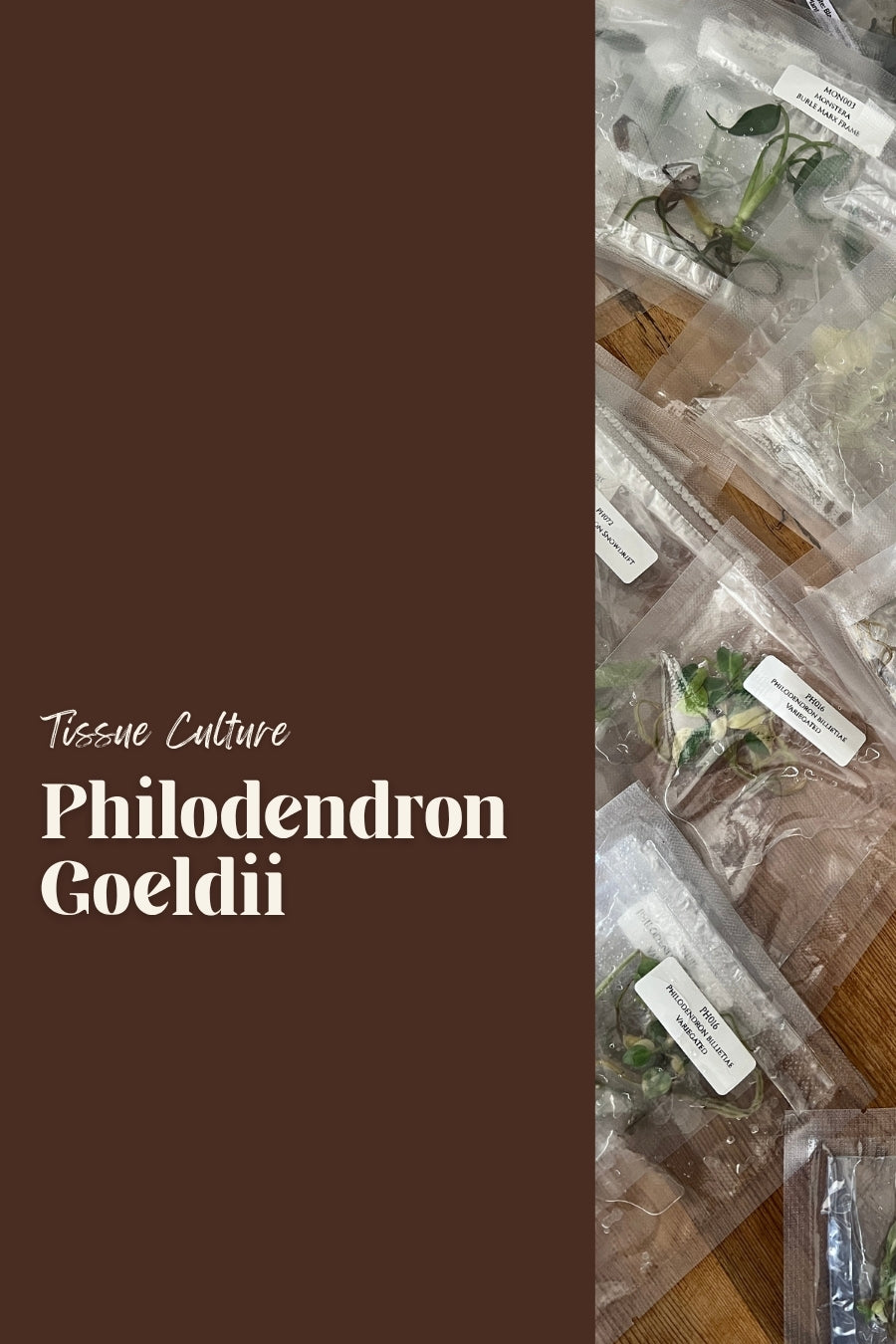 Philodendron Goeldii