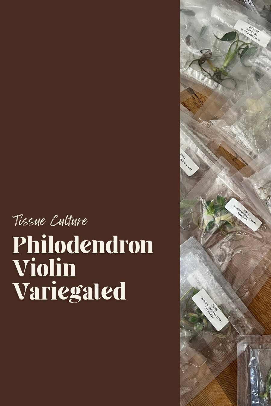 Philodendron Violin Variegated
