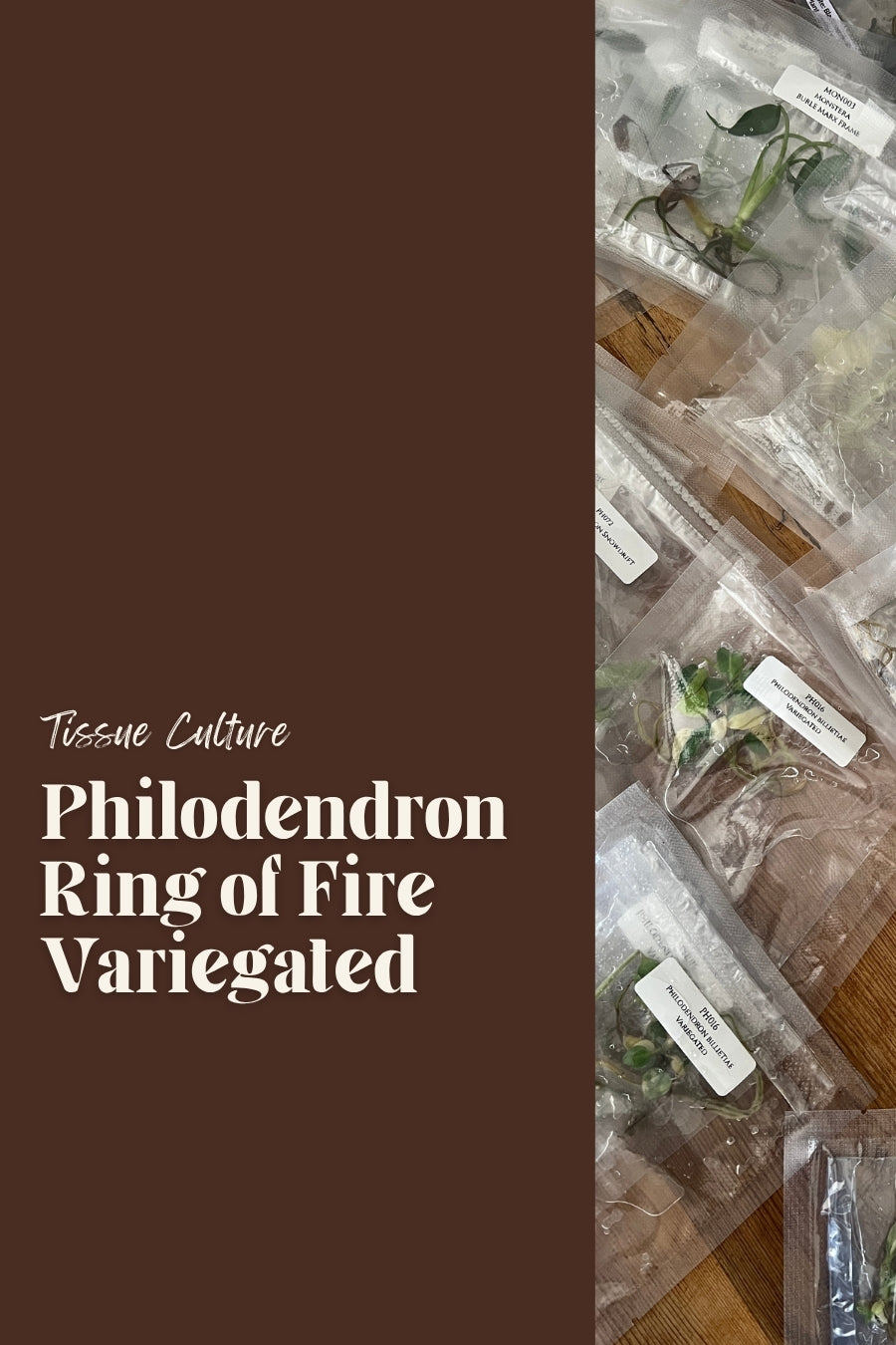 Philodendron Ring of Fire Variegated