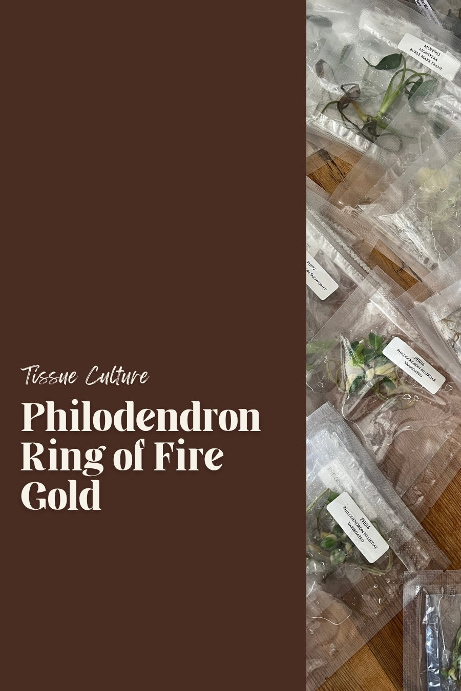 Philodendron Ring of Fire Gold