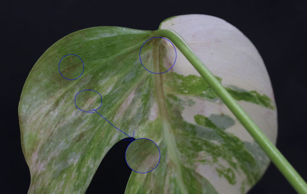 How do you fix thrips problem?