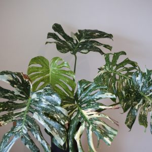 Monstera Thai Constellation XXL