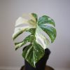 monstera variegated